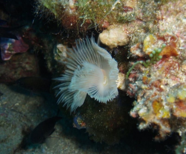 Formaciones entre los corales
